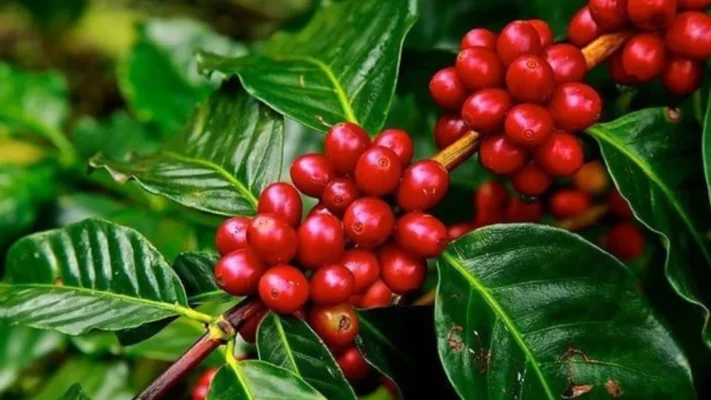 cà phê hữu cơ (organic) mua ở đâu