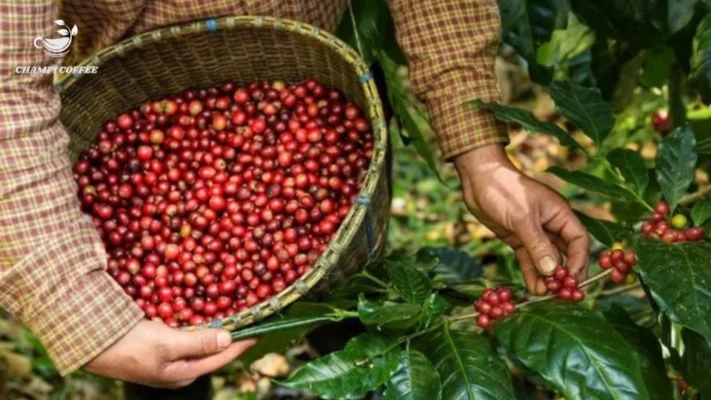 Champi coffee cà phê hữu cơ organic Việt Nam
